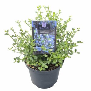 Ceanothus imp. 'Victoria'  5 Ltr pot