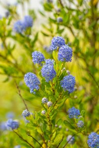 Ceanothus impressus 'Victoria'