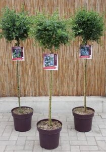 Ceanothus mix (Assorted)