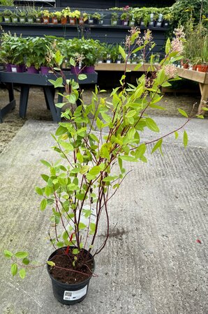 Ceanothus pallidus 'Marie Simon'