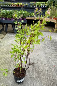 Ceanothus pallidus 'Marie Simon'