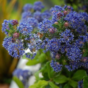 CEANOTHUS PUGET BLUE