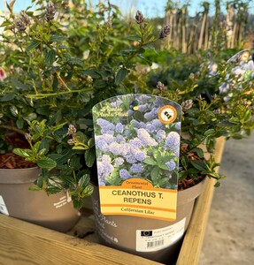 CEANOTHUS T. REPENS