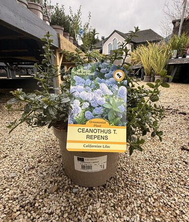 CEANOTHUS T. REPENS