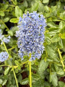 CEANOTHUS T. REPENS - image 2