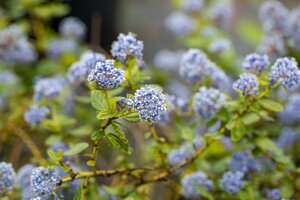 CEANOTHUS T. REPENS