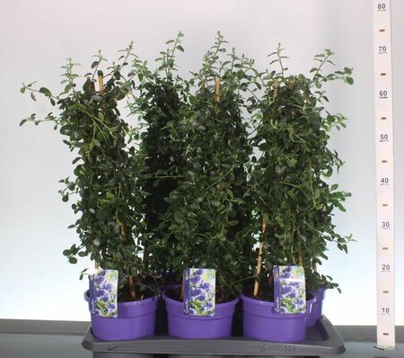 Ceanothus thyr. Repens