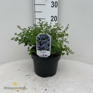 Ceanothus thyr. repens