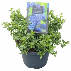 Ceanothus thyr. repens  5 Ltr pot