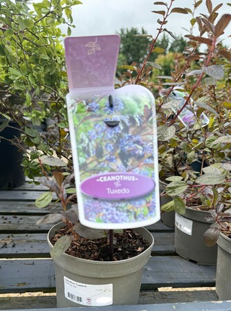 Ceanothus 'Tuxedo'®