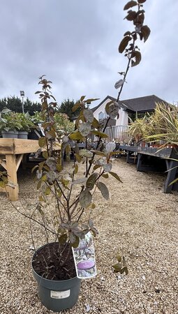 Ceanothus 'Tuxedo'®