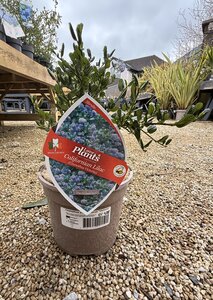 Ceanothus Victoria