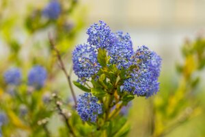 CEANOTHUS VICTORIA (RP)