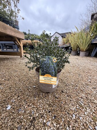 CEANOTHUS VICTORIA (RP)