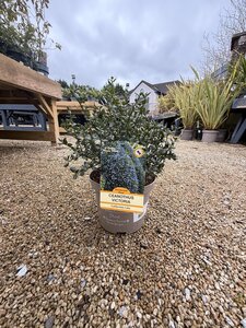 CEANOTHUS VICTORIA (RP)