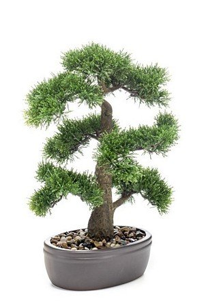 Cedar bonsai