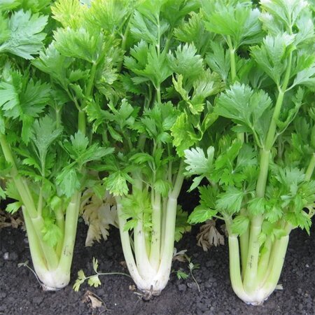 Celery