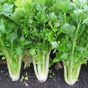 Celery