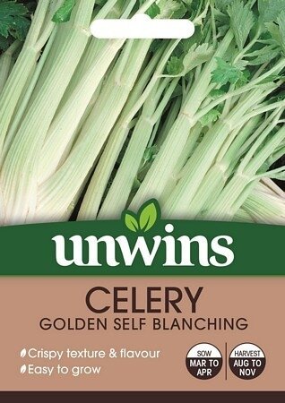 Celery Golden Self Blanching