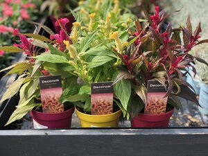 Celosia arg. 'Hot Topic' mix (Assorted)