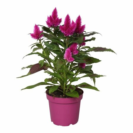 Celosia 'Deep Purple'