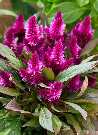 Celosia javalin purple