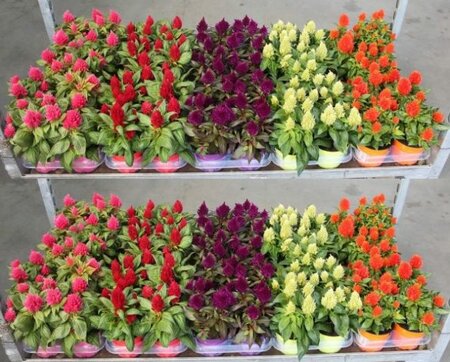 Celosia 'Kelos Fire' mix