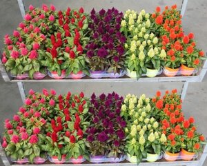Celosia 'Kelos Fire' mix