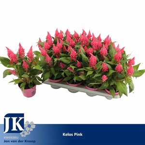 Celosia 'Kelos Fire' pink