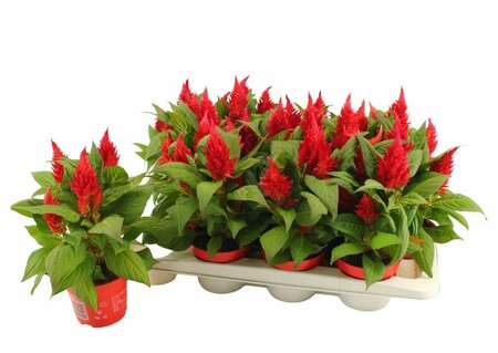 Celosia 'Kelos Fire' red