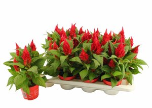 Celosia 'Kelos Fire' red