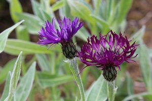 CENTAUREA AMETHYST DREAM