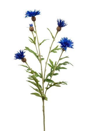 Centaurea spray blue 60cm