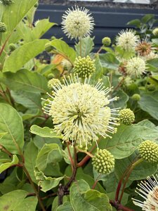 Cephalanthus occ. 'Fiber Optics' C3.5 - image 1