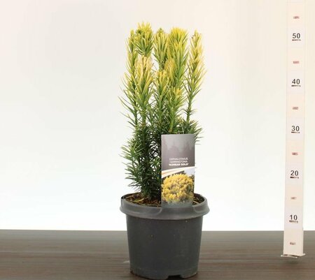 Cephalotaxus h. 'Korean Gold'  30-40 CM C3