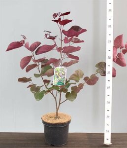 Cercis can. 'Forest Pansy' 40-50CM