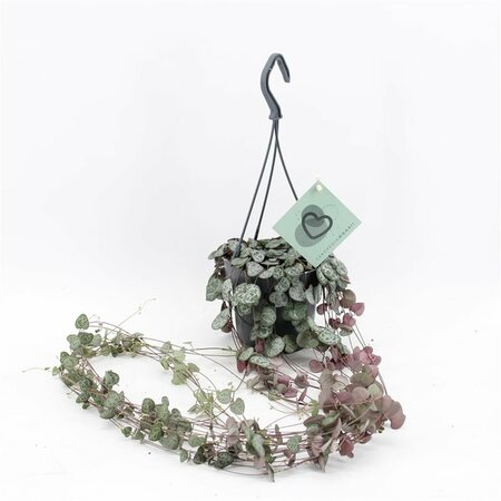 Ceropegia woodii