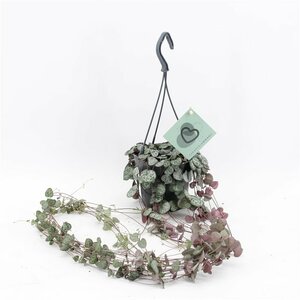 Ceropegia woodii