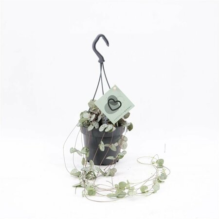 Ceropegia woodii (hanging pot)