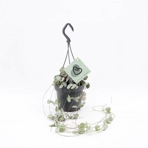 Ceropegia woodii (hanging pot)