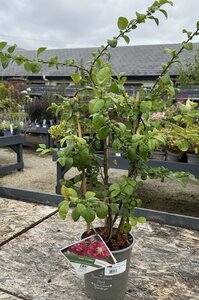 CHAENOMELES PINK STORM
