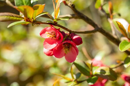 CHAENOMELES PINK STORM