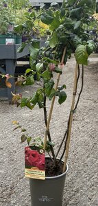 CHAENOMELES S. FALCONNET CHARLET