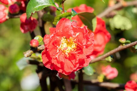 CHAENOMELES SCARLET STORM