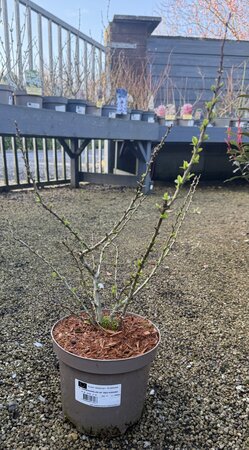 CHAENOMELES SP. RED KIMONO