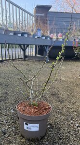 CHAENOMELES SP. RED KIMONO