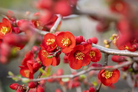 CHAENOMELES SP. RED KIMONO
