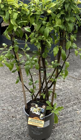 CHAENOMELES SUPERBA NIVALIS