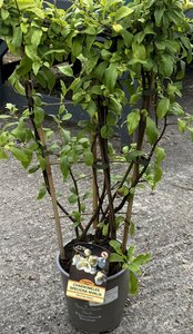 CHAENOMELES SUPERBA NIVALIS