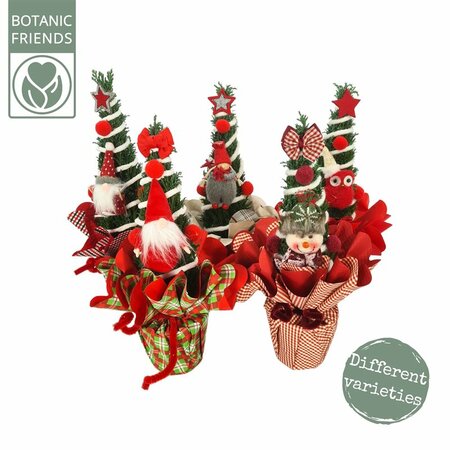 Chamaecyparis 'Christmas Friends'